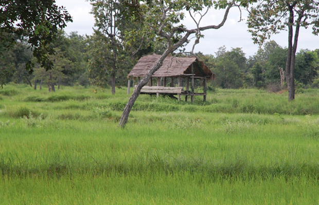 Rice Field On Road To Banteay Torp